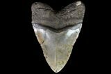 Megalodon Tooth - Largest Tooth We've Had! #75496-2